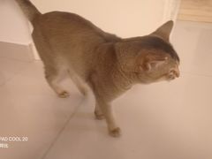 -美联众合动物医院·24h转诊中心
