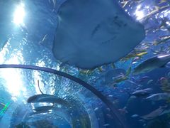 -芜湖新华联大白鲸海洋公园