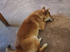 -啡语