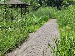 -长田漾湿地公园