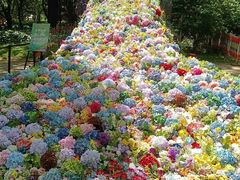 -上海共青森林公园