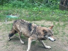 -北京野生动物园