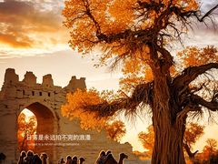 -金塔沙漠胡杨林景区