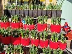 -溪岸路花鸟市场