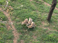 -合肥野生动物园