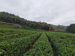 -雁南飞茶田景区