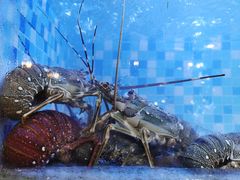 -202特色排档(五缘湾店)