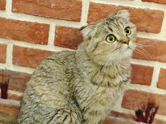 -猫小院猫主题餐厅(南锣旗舰店)