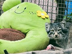 -青藏高原野生动物园