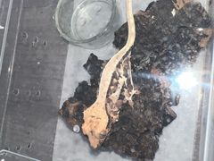 -酷以爬仙阁实体爬宠店·守宫·蜥蜴·专业繁育