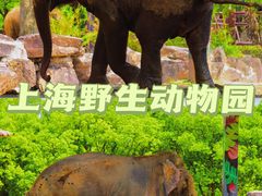 -上海野生动物园