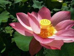 -荷塘月色湿地公园·向阳花洲