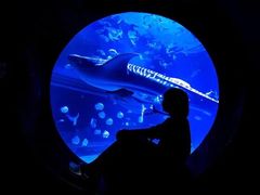 -烟台海昌鲸鲨海洋公园