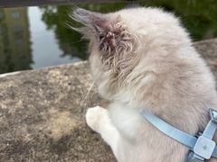-瑞鹏宠物医院·骨外科·心肾科·肿瘤科(九亭店)