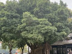-荔湾湖公园