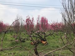 -南汇桃花村