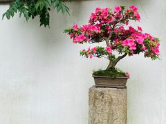 -青竺·青竹茶舍(断桥店)