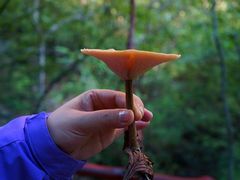 -青峰峡国家森林公园