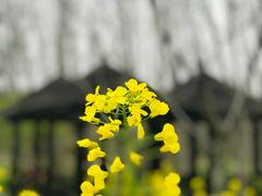 -顾村公园