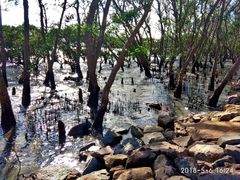 -宝安西湾红树林湿地公园