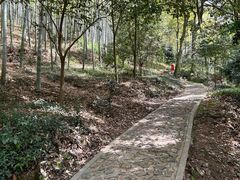 -上海佘山国家森林公园天马山园