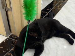 -安安宠医宠物医院·异宠·犬猫内科(岳阳分院)
