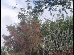 -亚龙湾热带天堂森林公园
