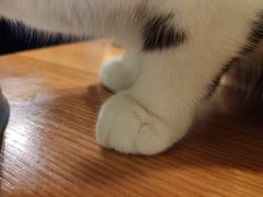 -猫小院猫主题餐厅(三里屯店)