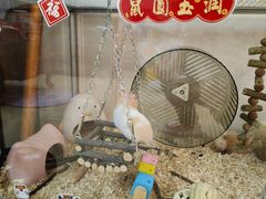 -曲阳花鸟市场(曲阳路店)