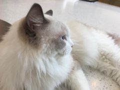 -飞行喵MR PILOT|猫舍·猫咖(静安大融城店)