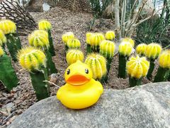 -南山植物园
