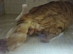 -美联众合动物医院·24h京西诊疗中心