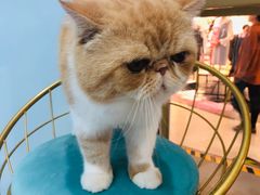 -糯米喵星人·撸猫猫舍咖啡馆(西市场嘉华店)