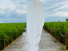 -黑龙江扎龙生态旅游区