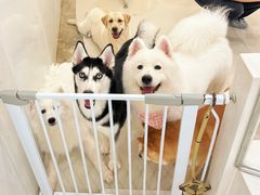 -共舞时光猫咖·狗咖(新街口店)