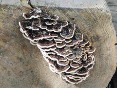 -便宜坊烤鸭店(幸福大街店)