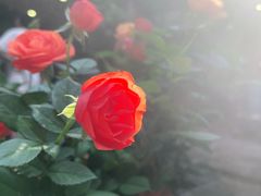 -The Flowers Coffee(南山店)