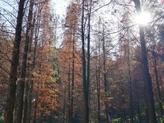 -广州市帽峰山景区