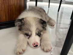 -贝康宠物医院·犬猫全科·小动物特色诊疗中心(东环路店)