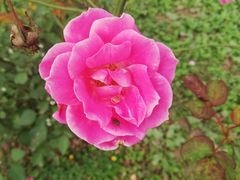 -曲江薰衣草庄园