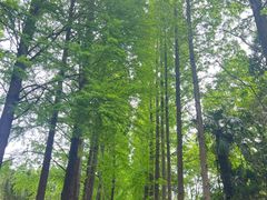 -上海滨江森林公园