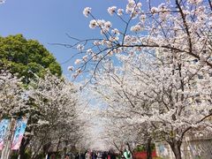 -高东镇樱花园