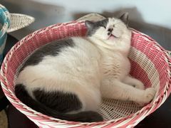 -Cappucimeow猫咪咖啡馆(韦伯时代店)