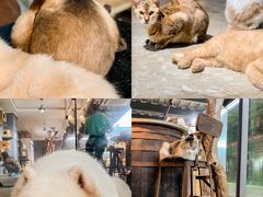 -more than meow吴止猫主题餐厅(承德 中船汇店)