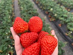 -前小桔亲子创意农场·草莓采摘·露营烧烤