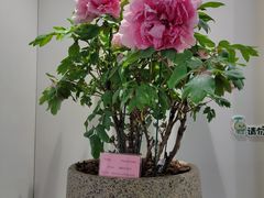 -上海辰山植物园