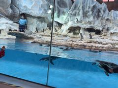 -帝企鹅自助餐厅•儿童岛•真企鹅(长隆企鹅酒店)