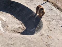 -哈尔滨北方森林动物园