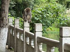 -黔灵山公园