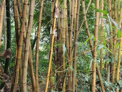 -西双版纳基诺山寨